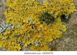 Attēlu rezultāti vaicājumam “Caloplaca scopularis”