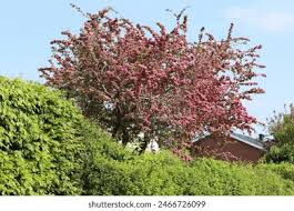 Attēlu rezultāti vaicājumam “Crataegus laevigata”