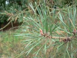 Attēlu rezultāti vaicājumam “Pinus sylvestris leaf”