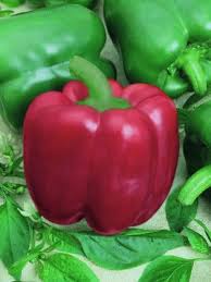 Afbeeldingsresultaat voor yolo wonder sweet pepper