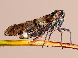 Attēlu rezultāti vaicājumam “Cixiidae”