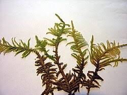 Attēlu rezultāti vaicājumam “Pseudoscleropodium purum”