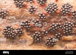 Attēlu rezultāti vaicājumam “Metatrichia sp.”