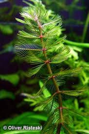 Attēlu rezultāti vaicājumam “Myriophyllum alterniflorum”