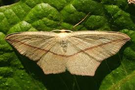 Attēlu rezultāti vaicājumam “Timandra comae”