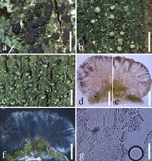 Attēlu rezultāti vaicājumam “Micarea sp.”