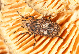 Image result for Coleoptera Curculionoidea