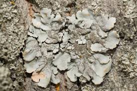 Attēlu rezultāti vaicājumam “Parmelina tiliacea”