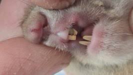 Картинки по запросу белку зажевало в диск