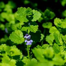 Attēlu rezultāti vaicājumam “Glechoma hederacea leaf”