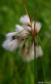 Attēlu rezultāti vaicājumam “Eriophorum gracile fruit”