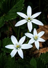 Attēlu rezultāti vaicājumam “Ornithogalum umbellatum flower”