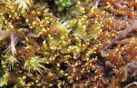 Attēlu rezultāti vaicājumam “Mylia anomala”