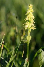 Attēlu rezultāti vaicājumam “Herminium monorchis leaf”