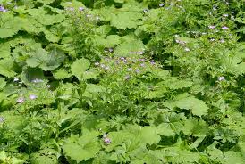 Attēlu rezultāti vaicājumam “Geranium sylvaticum leaf”