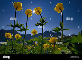 Attēlu rezultāti vaicājumam “Trollius europaeus flower”