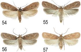 Attēlu rezultāti vaicājumam “Depressaria olerella imago”