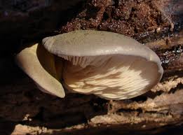 Attēlu rezultāti vaicājumam “Panellus serotinus”