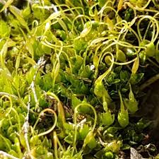 Attēlu rezultāti vaicājumam “Funaria hygrometrica”