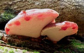 Attēlu rezultāti vaicājumam “Fistulina hepatica”