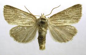 Attēlu rezultāti vaicājumam “Chortodes fluxa”