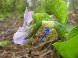 Attēlu rezultāti vaicājumam “Viola mirabilis flower”