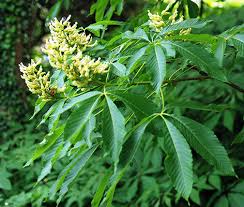 Attēlu rezultāti vaicājumam “Aesculus flava”