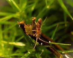 Attēlu rezultāti vaicājumam “Orchesella sp.”