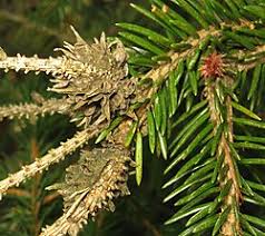 Attēlu rezultāti vaicājumam “Adelges laricis”