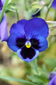Image result for Viola wittrockiana
