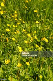 Attēlu rezultāti vaicājumam “Ranunculus auricomus”