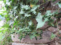 Attēlu rezultāti vaicājumam “Bryonia alba leaf”