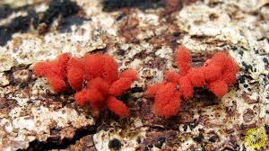 Attēlu rezultāti vaicājumam “Arcyria affinis”