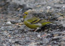 Image result for Carduelis citrinella