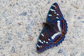 Attēlu rezultāti vaicājumam “Limenitis populi upperside”