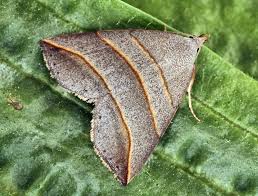 Attēlu rezultāti vaicājumam “Colobochyla salicalis”