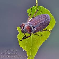 Attēlu rezultāti vaicājumam “Melolontha hippocastani”