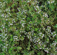 Image result for Thymus vulgaris