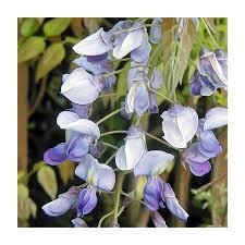 Attēlu rezultāti vaicājumam “Venusia blomeri”