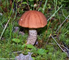 Attēlu rezultāti vaicājumam “Leccinum vulpinum”