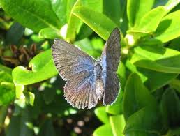 Attēlu rezultāti vaicājumam “Vacciniina optilete underside”