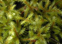 Attēlu rezultāti vaicājumam “Rhytidiadelphus triquetrus sporophyte”