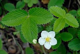 Attēlu rezultāti vaicājumam “Fragaria viridis”