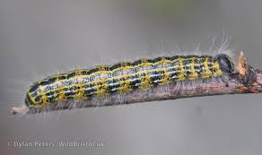 Attēlu rezultāti vaicājumam “Phalera bucephala”