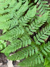 Attēlu rezultāti vaicājumam “Dryopteris carthusiana”