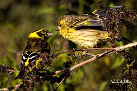 Attēlu rezultāti vaicājumam “Carduelis spinus male”