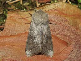 Attēlu rezultāti vaicājumam “Orthosia opima”