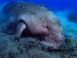 Image result for Balaenoptera omurai