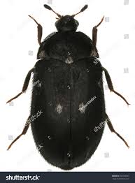 Attēlu rezultāti vaicājumam “Attagenus pellio”