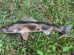 Image result for Sander canadensis